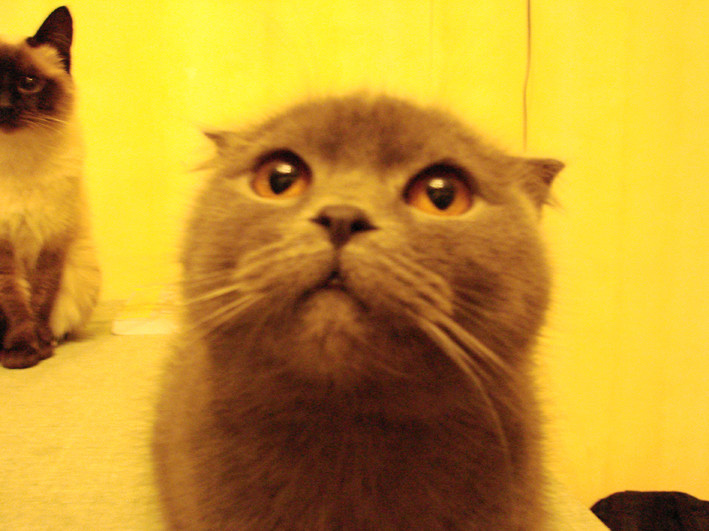 2007-03-09 19:44:34: Мечтает о колбасе...