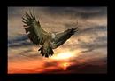 Орёл на закате! (2007-03-16 02:09:14)