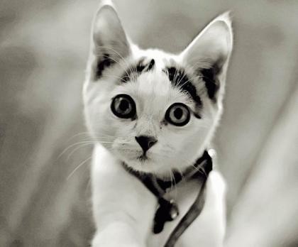 2007-03-16 02:09:14: Кошулька