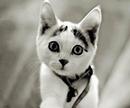 Кошулька (2007-03-16 02:09:14)