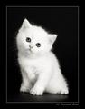 Киса (2007-03-16 02:09:14)