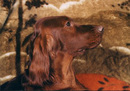 Турбобудка: Моя собака Фил | 2007-04-15 12:08:21
