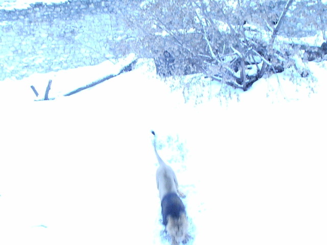 2007-03-29 00:19:58: Лев катается по ледяной горке. Мос зоопарк