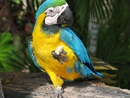 ,,,,,,,,, (2007-04-27 12:39:42)