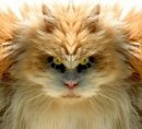 КОТ(495):  | 2008-09-18 08:42:34