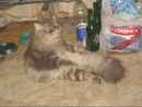 Это мой кот когда я жыла в комуналке =) (2008-10-12 06:43:07)