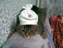 Жена банго: наша кошка Даша | 2008-11-05 19:07:31