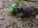 Член семьи - Мурзик (2008-11-16 18:15:57)