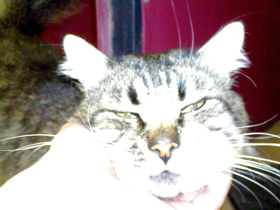 2008-11-28 21:30:14: мой КоТяРо Буржуй