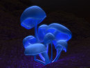  (2009-05-16 19:26:43)