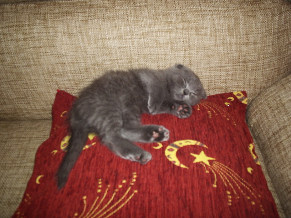 2010-01-31 13:08:29: спит