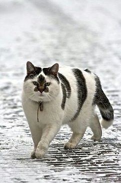 2014-09-11 12:51:58: Кот митсубиси лансер Х