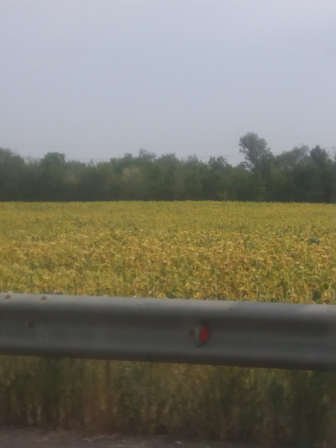 2018-09-02 13:50:11: Бескрайние поля подсолнечника в Ростове на Дону